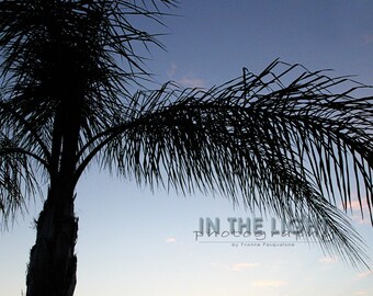 Palm Tree Sunset 3 - Treasure Island FL - Fine Art Photography - 5x5, 8x8, other sizes available