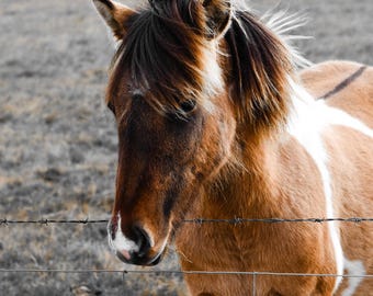 Icelandic Horse Digital Download – Wild Horse Printable Art – Immediate Download