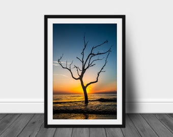 Old Tree - Jekyll Island Ga, Nature Art Prints, Tree Photography, Lovely Woods, Beach Print, Nature Lover Gift,