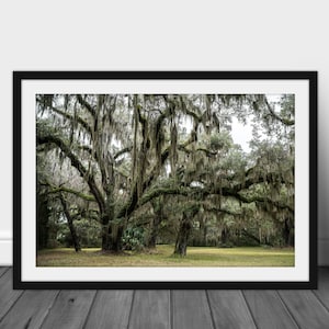 Jekyll Island Mossy Tree Print: Coastal Nature Photography