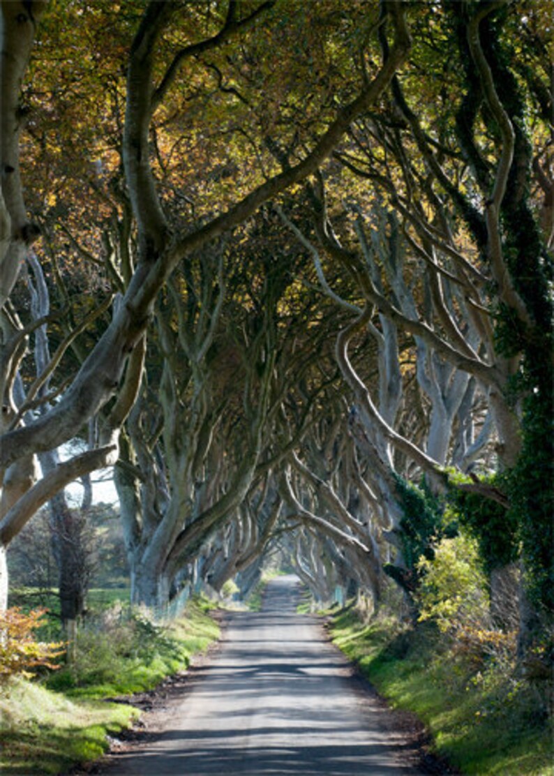 The Tangled Wood, Ireland Photography, Forest Print, Scenic Road, Tree