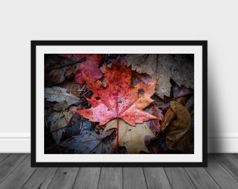 Fall Color, Adirondacks, Mountain Art, Nature Photography Prints, Adventure Print, Landscape Wall Art, Photographic