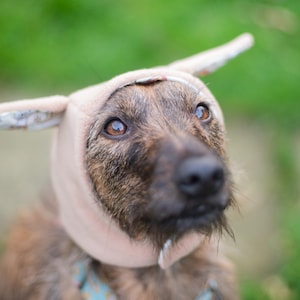 Può includere: Un cane marrone e nero che indossa un cappello di stoffa rosa chiaro e bianco con orecchie floppy. Il cane sta guardando la telecamera.