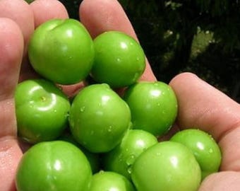 Prugna verde fresca / Susina verde / Prugna biologica / Ganerik / Janerik / Prugna verde naturale / Frutta di stagione