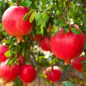 Organic pomegranate | Freshly picked pomegranate | Natural fruit | Fresh fruit | Pomegranate juice | 1 kg