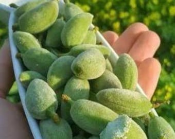 Färska gröna mandlar | Färsk rå mandel | Omogen mandel | Vegansk frukt | Säsongens smak | Ekologiska snacks | Hälsosam förrätt | Mandorle Verdi