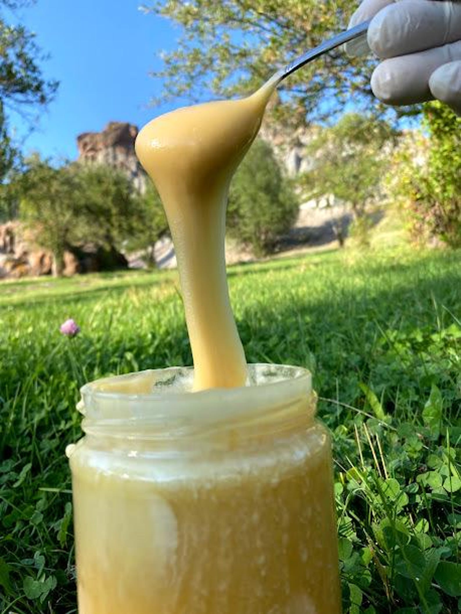 White Honey Natural White Creamy Soft Pure Raw Organic