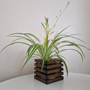 May include: A spider plant with long, green and white striped leaves and delicate white flowers. The plant is in a square, dark brown wooden planter with a slatted design. The plant is on a white surface.