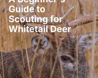May include: A whitetail deer with large antlers stands in a field of tall grass. The deer's head is turned to the side, and its eye is visible. The text "A Beginner's Guide to Scouting for Whitetail Deer" is superimposed on the image.