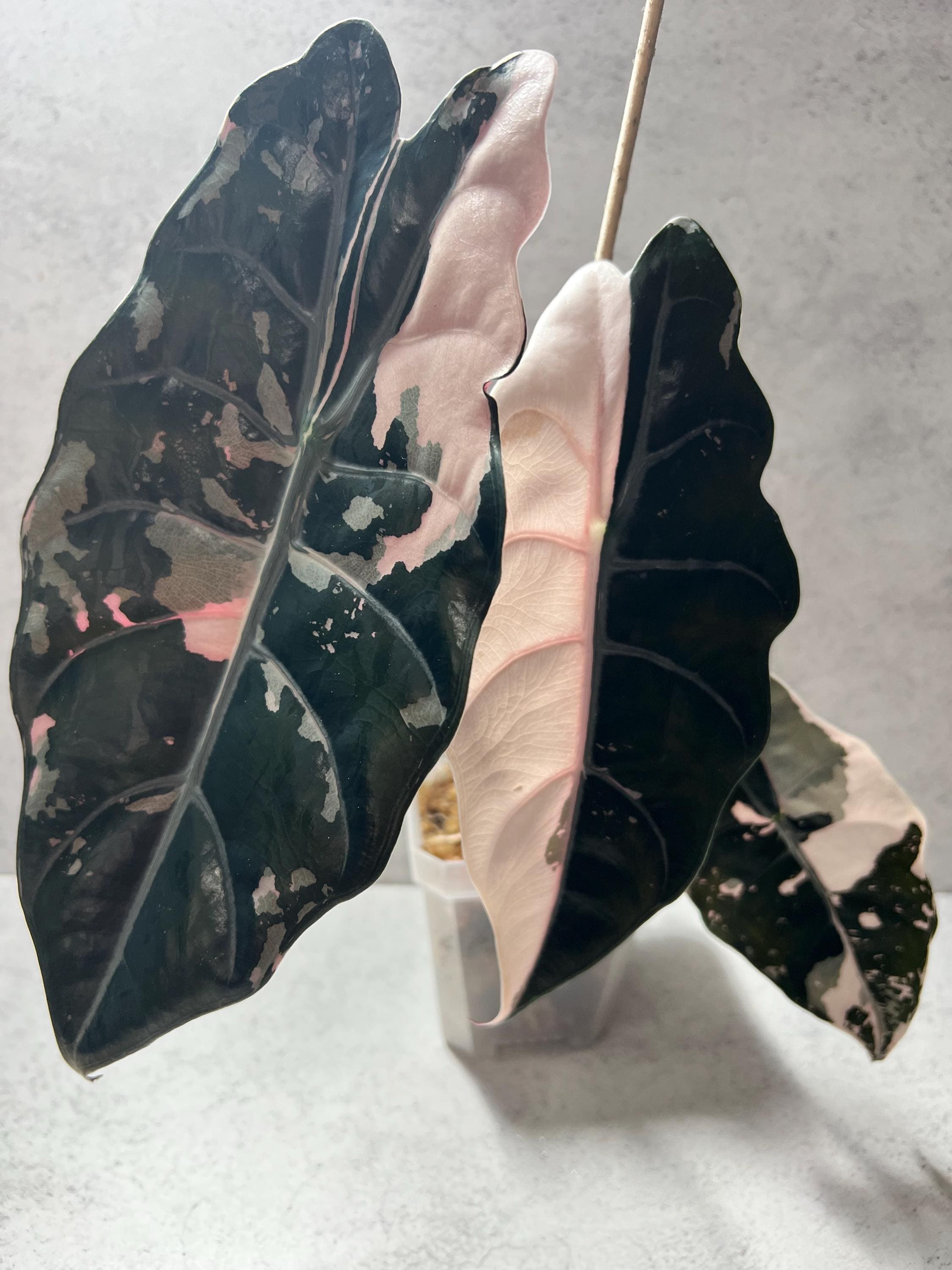 Alocasia rose Chantrieri CORM