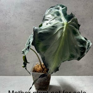 Alocasia Venom CORM* Exact one