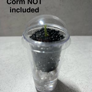 Mini Self Watering Planter: Wicking System for corm Growing. Corm NOT included.