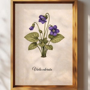May include: A framed botanical print featuring a detailed illustration of a violet plant, Viola odorata. The artwork showcases purple flowers, green leaves, and stems against a beige background. The wooden frame adds a classic touch to the floral art.