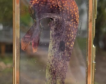 Carnivorious Darlingtonia Cobra Lily Pitcher Plant Pressed Float Frame Ornament
