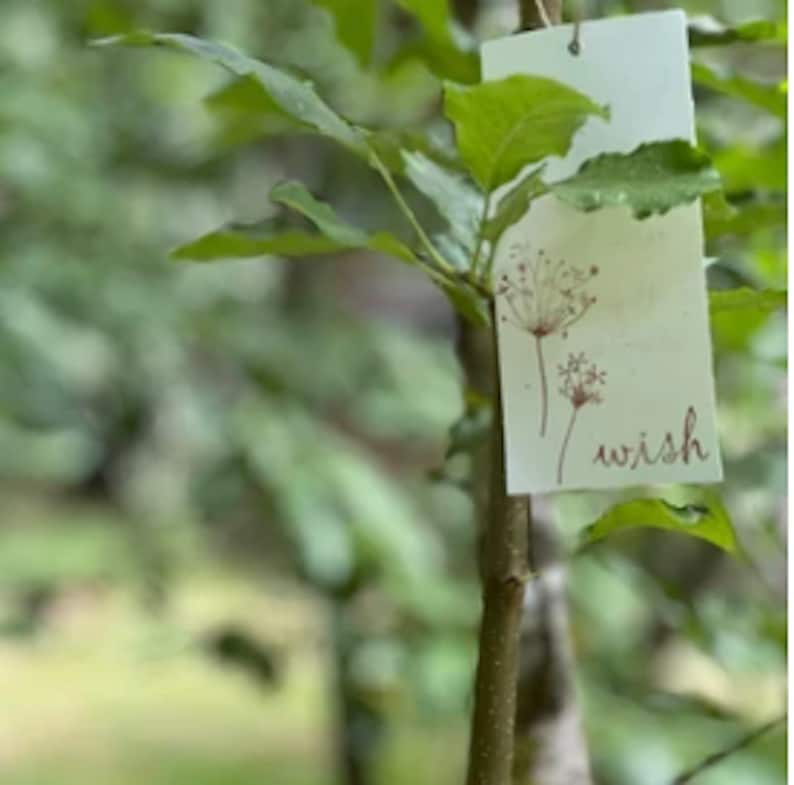 Wish Tree Tags, Eco Friendly Recycled Card Stock, Hemp Cording, Personalized Wish Cards image 2