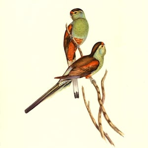 Antique J Gould Birds of Australia Print #609 Lithograph Print 12 X 9 – UNFRAMED