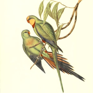 Antique J Gould Birds of Australia Print #608 Lithograph Print 12 X 9 – UNFRAMED