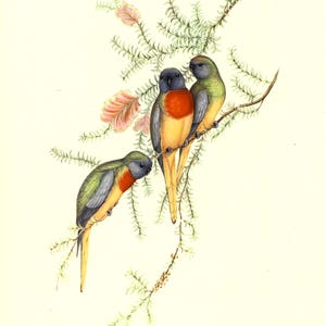 Antique J Gould Birds of Australia Print #605 Lithograph Print 12 X 9– UNFRAMED