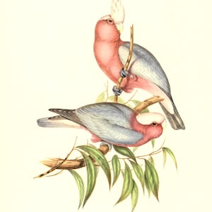 Antique J Gould Birds of Australia Print #601 Lithograph Print 12 X 9– UNFRAMED