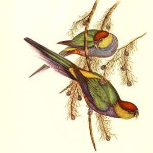 Antique J Gould Birds of Australia Print #603 Lithograph Print 12 X 9– UNFRAMED