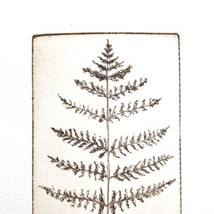 original etching of a fern