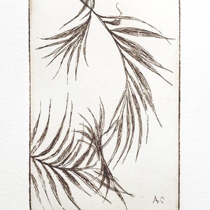 May include: A black and white line drawing of palm fronds. The drawing is signed "A.C." and "Lola. Cole" in the bottom right corner.