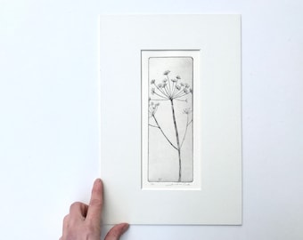 original etching of cow parsley