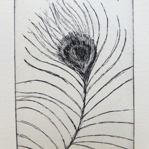 original etching of a peacock feather image 4