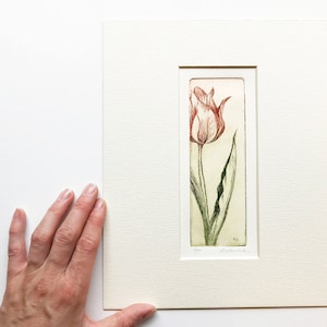 original color etching of a striped tulip