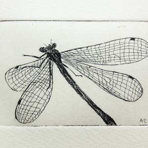 Original Etching of a Dragonfly - Etsy