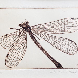 original etching of a dragonfly