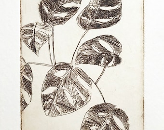 original etching of a Swiss cheese plant