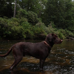 Labrador Retriever Outdoors Photograph