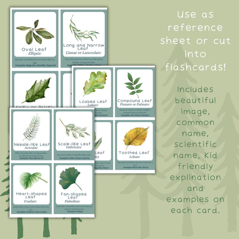 Outdoor Scavenger Hunt Cards Printable, Leaf Types Guide Nature ...