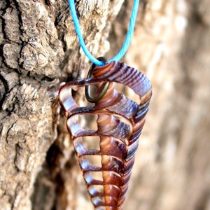 May include: A brown seashell pendant with a blue cord necklace. The seashell is a spiral shape with a hole at the top for the cord to pass through.