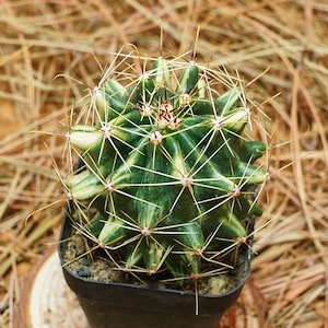 May include: A small, potted cactus with green and cream-colored stripes and long, sharp spines. The cactus sits on a small, round wooden slice, surrounded by dried pine needles. The pot is black.