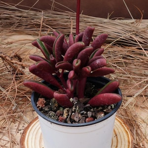 Könnte beinhalten: Eine kleine Sukkulente mit tief roten, fleischigen Blättern in einem weißen Topf. Die Pflanze treibt einen langen, dünnen, roten Stiel mit einer grünen Spitze.