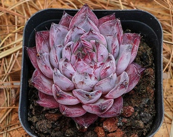 2&quot; Live Succulent Plants, Echeveria Black Swan, Easy Care Plants