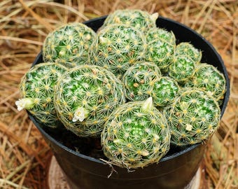 Mammillaria Schiedeana Giselae, Rare Succulent and Best Gift - Etsy
