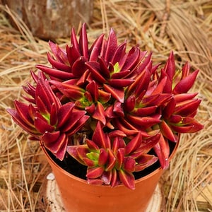 Peut inclure: Une plante succulente en pot avec des feuilles rouge foncé et des centres verts. La plante est dans un petit pot de couleur terre cuite, posé sur une tranche de bois. L'arrière-plan comprend de l'herbe sèche et une bûche en bois.