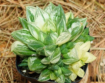3&quot; levende vetplanten, Haworthia Cymbiformis bonte, onderhoudsvriendelijke planten