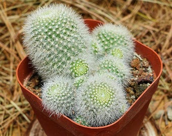 Plantas suculentas vivas de 7,6 cm (Rebutia muscula), de fácil cuidado.
