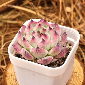 May include: A vibrant succulent plant with green and pink leaves, potted in a square white container. The plant sits on a wooden slice, with a background of dried pine needles. The succulent's leaves have a gradient of colors.