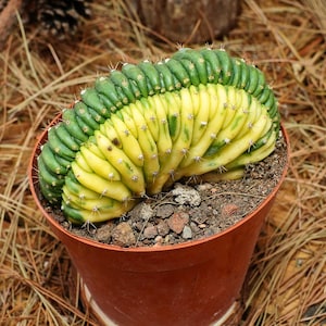 Plantas suculentas vivas de 10 cm, Gymnocalycium cristata, de fácil cuidado.