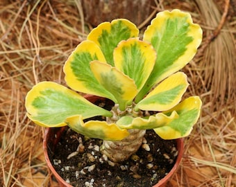 その他観葉植物 moomooo 観葉植物 おしゃれ 風水 アグラオネマ ピクタム 