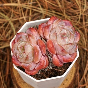 May include: A succulent plant with red-tipped leaves in a white, geometric pot. The plant sits on a small, round wooden base, with a background of dried grasses. The succulent has a rosette shape.