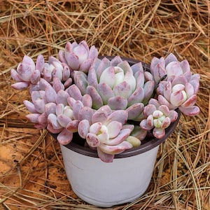 4&quot; Live Succulent Plants, Echeveria Small Red Peach, Easy Care Plants