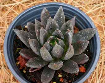 4" Live Succulent Plants, Echeveria Black Knight, Easy Care Plants