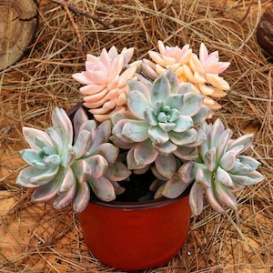 Könnte beinhalten: Ein roter Terrakotta-Topf mit verschiedenen Sukkulenten. Die Sukkulenten sind eine Mischung aus hellgrün und rosa.