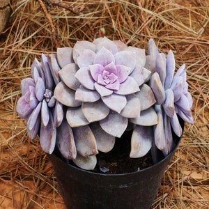 6&quot; Live Succulent Plants, Graptopetalum Superbum, Easy Care Plants